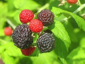 raspberries_21-2