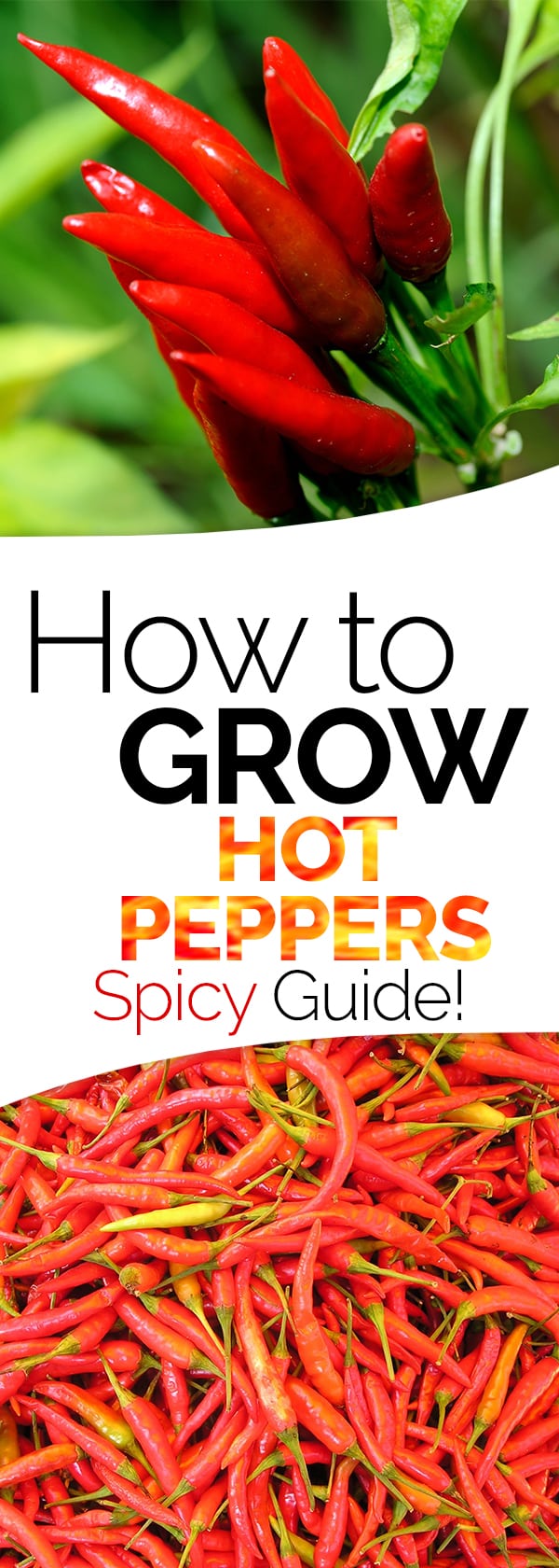 How to Grow Hot Peppers