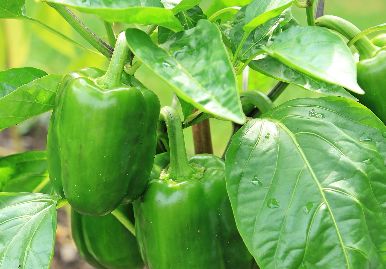 How to Grow Sweet Peppers