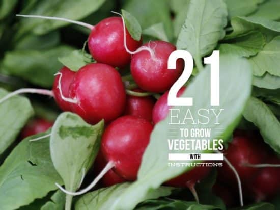 21 easy to grow vegetables