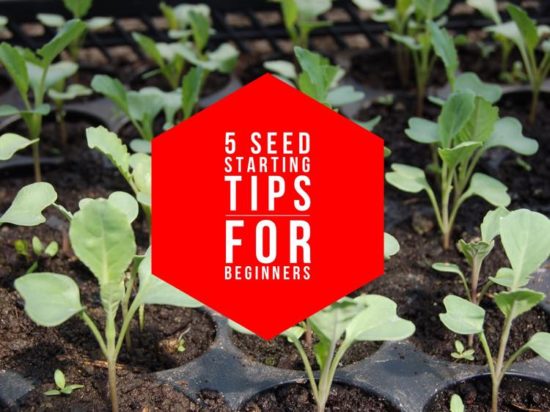Seed starting: 5 tips for beginner success